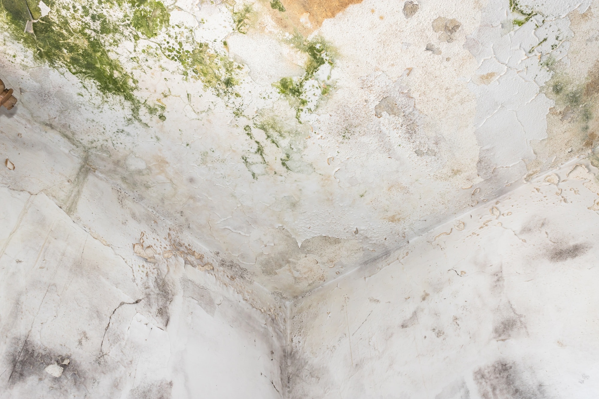 Mold growth on ceiling requiring professional mold remediation by My Dry Team