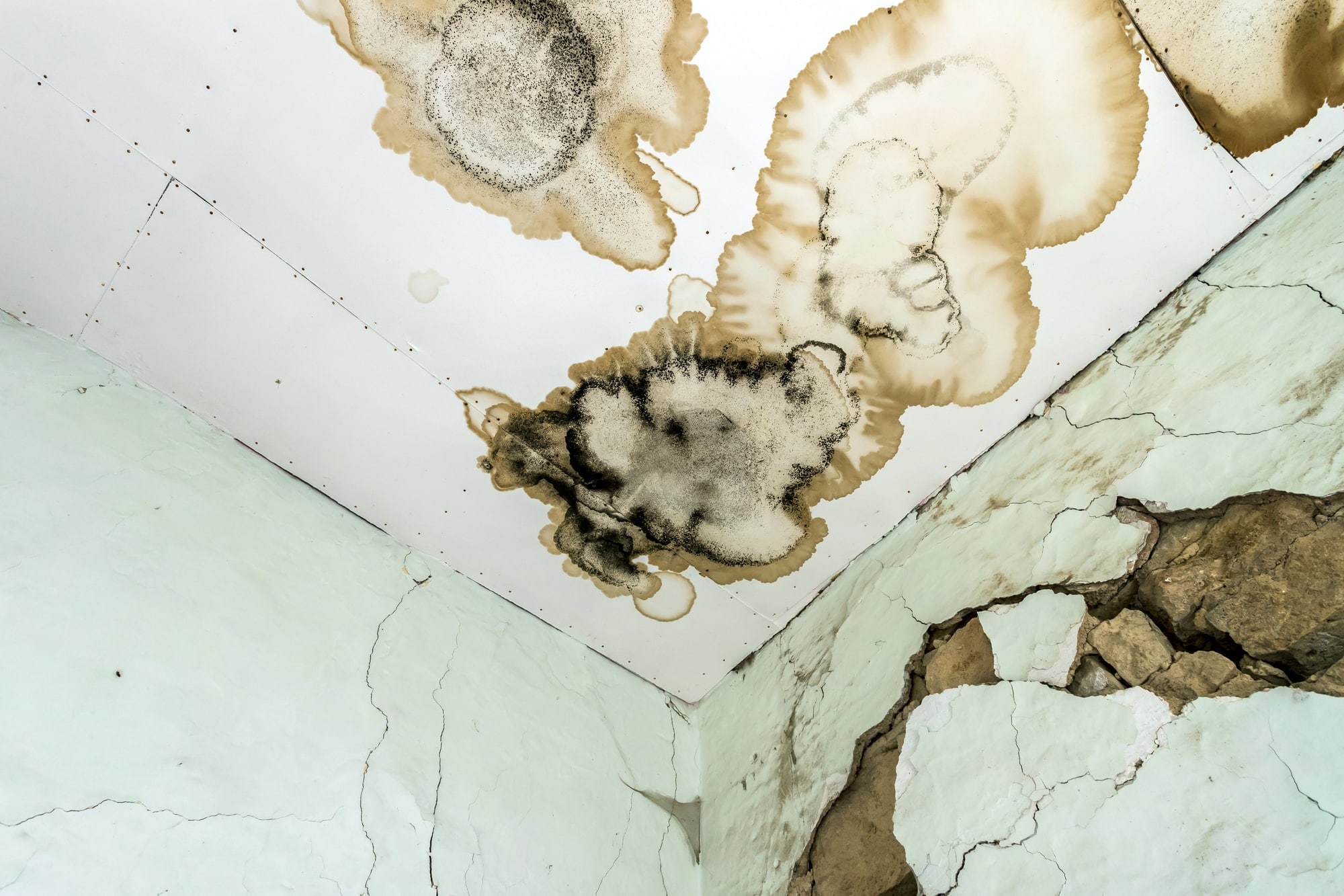 Mold fungus spread across ceiling and wall surface requiring professional mold removal