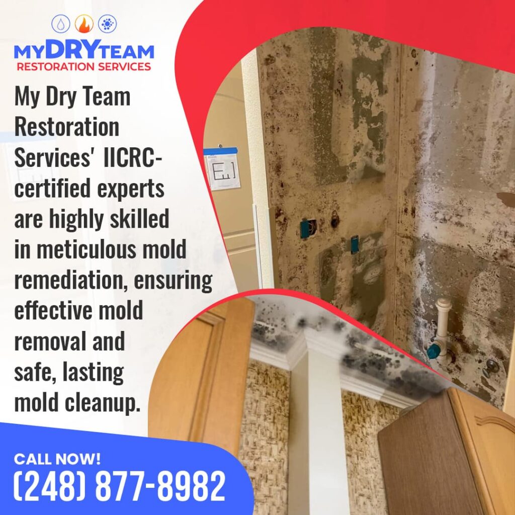 My Dry Team Restoration Services' IICRC-certified experts performing meticulous mold remediation on severely affected bathroom walls and ceiling.