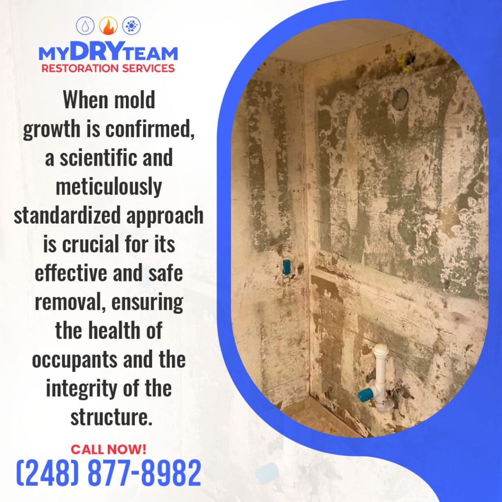 Professional mold remediation ensuring the health of occupants and structural integrity with meticulous removal techniques.