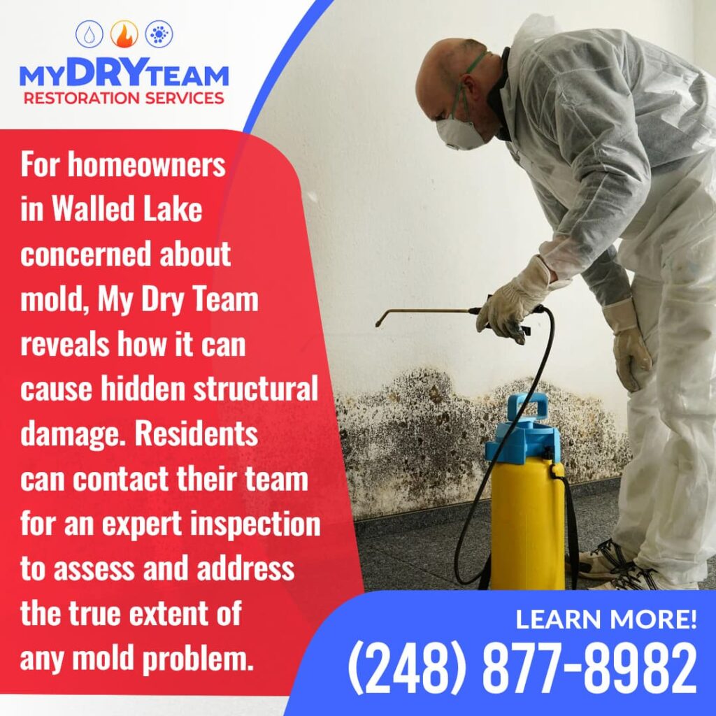 A My Dry Team expert inspecting for mold growth on a wall in Walled Lake, MI. The image emphasizes professional mold inspection to find and assess hidden structural damage