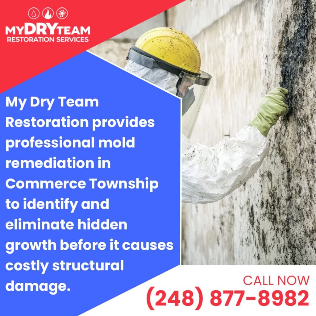 Professional Mold Remediation